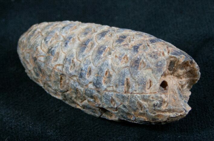 Agatized Fossil Pine (Seed) Cone From Morocco #8111